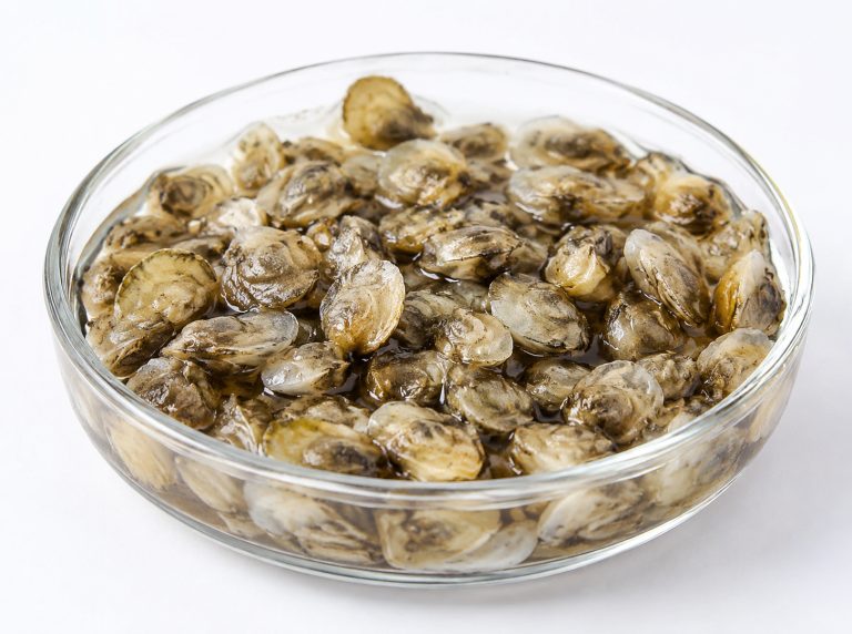 北海紫航二号正交三倍体牡蛎苗